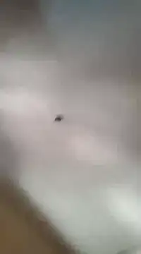 gala2 online show from 5, 3, 2025