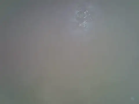 Rasta tattooed online show from 26, 4, 2026