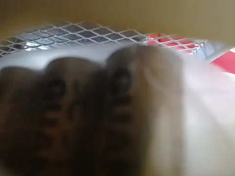 lovense test04 online show from 10, 2, 2026