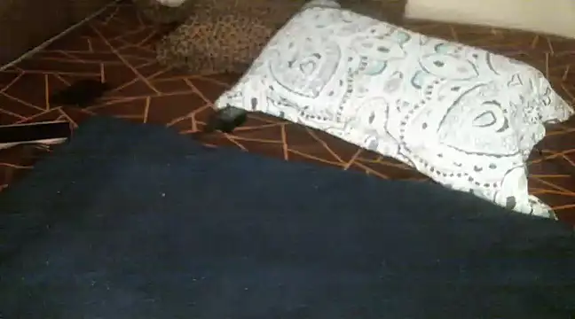 Snapshot of Sweetie_pussy chatting on 18, 3, 2025 Sweetie pussy online show from 18, 3, 2025