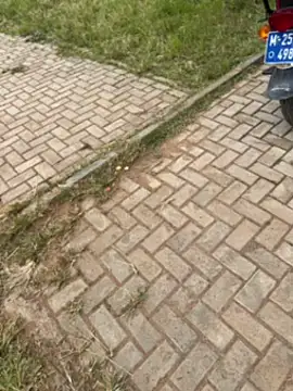 Snapshot of Black-mamba-madingo chatting on 1, 11, 2025 Black-mamba-madingo online show from 1, 11, 2025