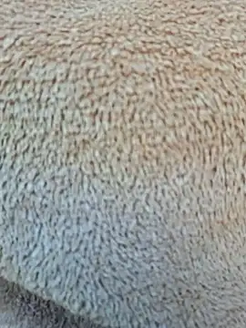 Priya Bong online show from 15, 1, 2026