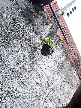 Tiago0031 online show from 3, 3, 2026