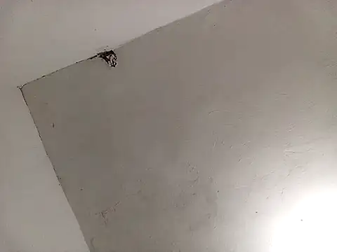 Surreyaa online show from 13, 2, 2025