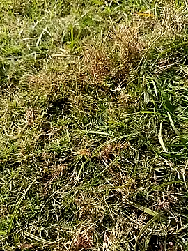 RockyNonStop online show from 18, 1, 2025