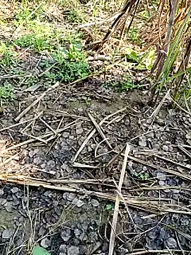 RockyNonStop online show from 11, 2, 2025