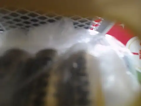 Snapshot of Lovensetest chatting on 10, 10, 2025 Lovensetest online show from 10, 10, 2025