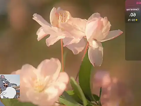 Snapshot of Lovensetest chatting on 22, 10, 2025 Lovensetest online show from 22, 10, 2025