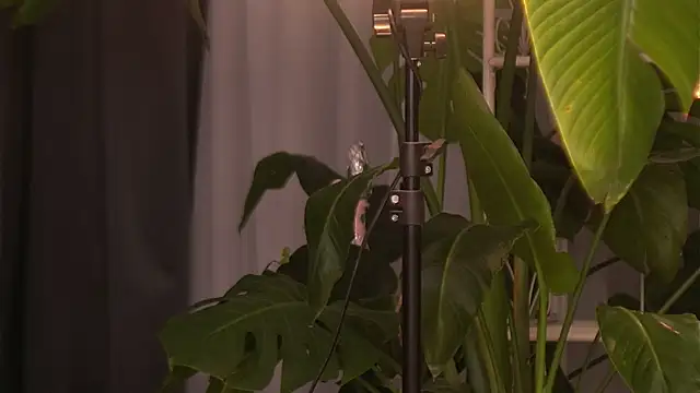 EmilyRaymont online show from 6, 10, 2025