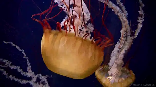 streamy test11 online show from 12, 12, 2024