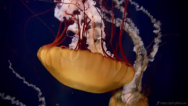 streamy test11 online show from 10, 2, 2025