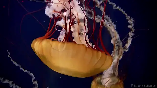 streamy test11 online show from 11, 9, 2025