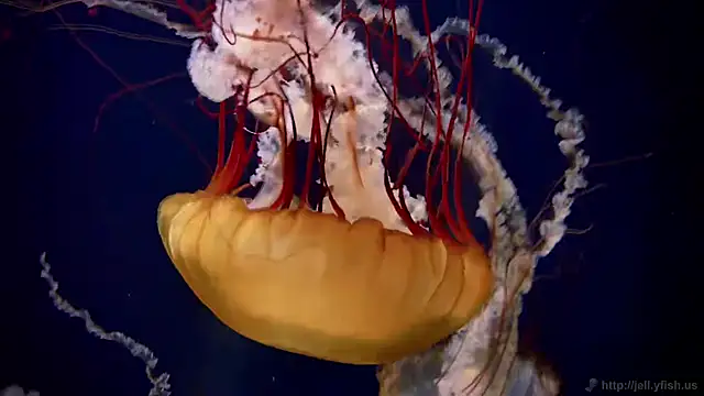 streamy test11 online show from 29, 9, 2025