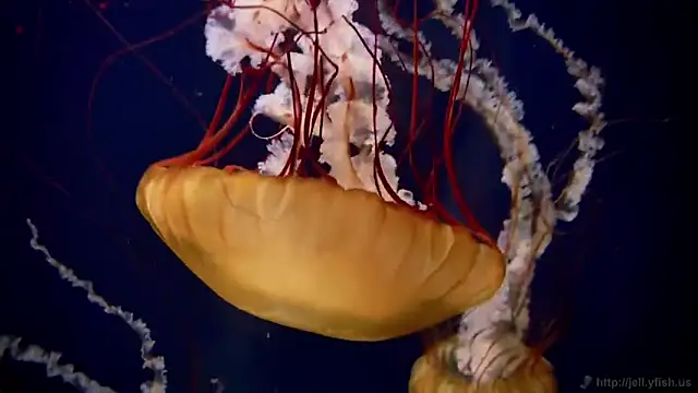 streamy test11 online show from 20, 3, 2026