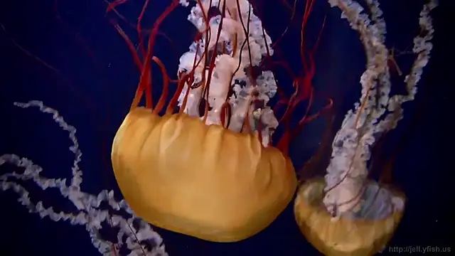 streamy test11 online show from 24, 3, 2026