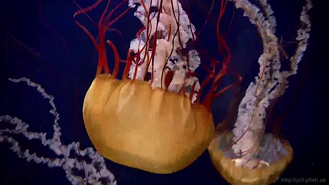 streamy test11 online show from 3, 4, 2026