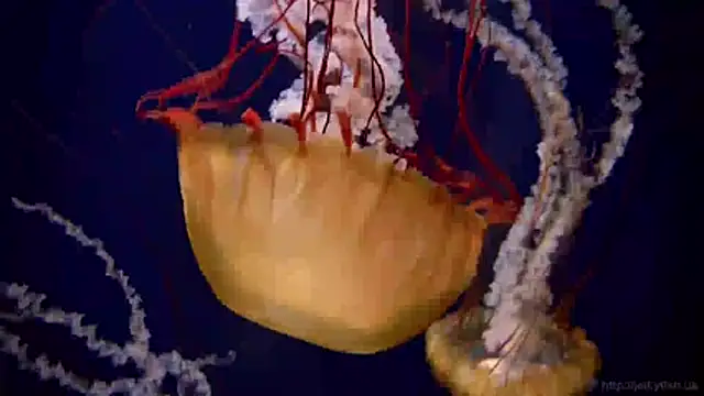 streamy test11 online show from 8, 4, 2026