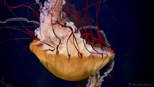 streamy test11 online show from 9, 4, 2026