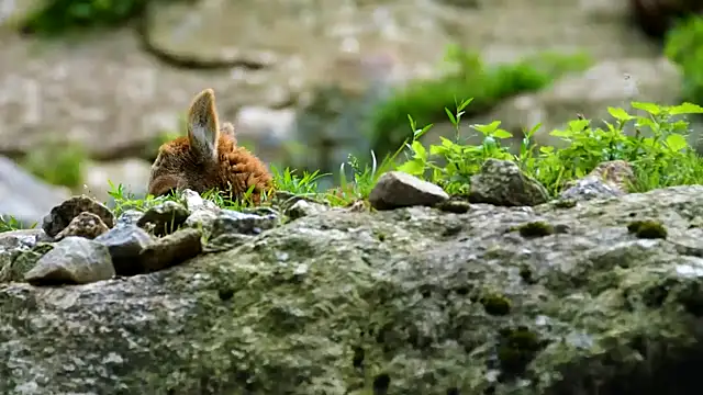 streamy test12 online show from 25, 12, 2024