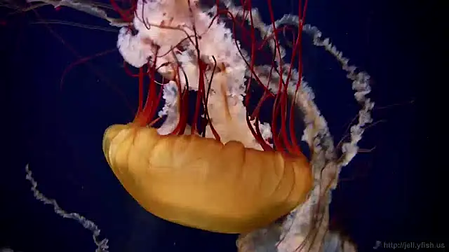 streamy test12 online show from 27, 12, 2024