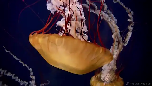 streamy test12 online show from 3, 11, 2025