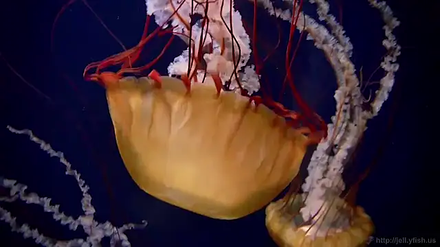 streamy test12 online show from 14, 1, 2026