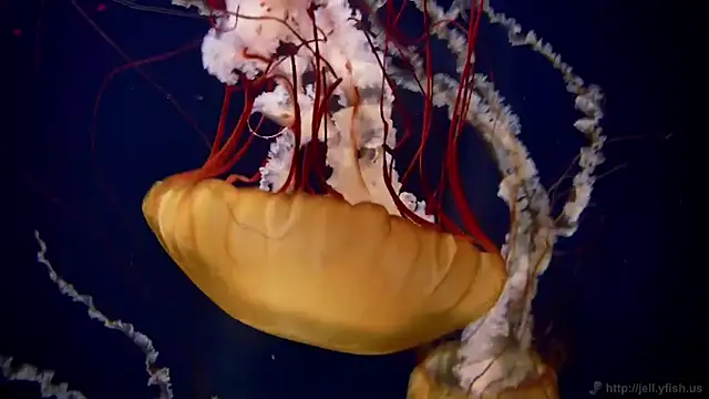 streamy test12 online show from 5, 2, 2026