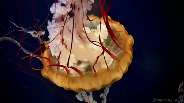 streamy test12 online show from 5, 3, 2026