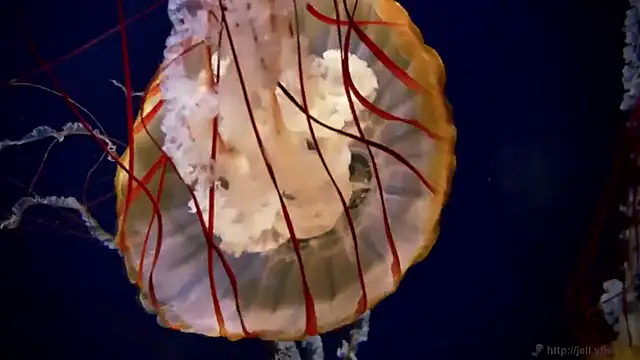 streamy test12 online show from 27, 3, 2026