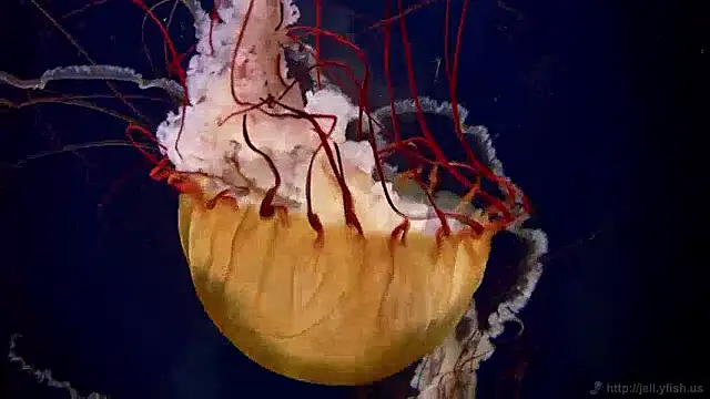 streamy test13 online show from 2, 12, 2024