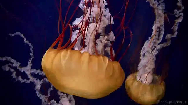 streamy test13 online show from 9, 12, 2024