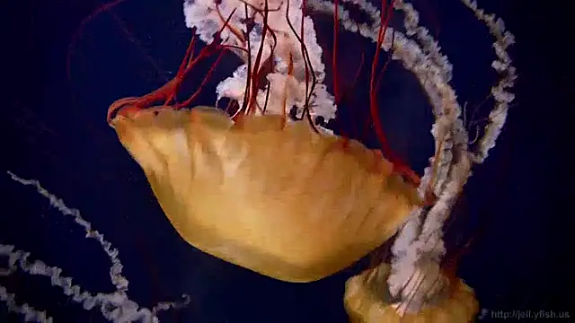 streamy test13 online show from 17, 12, 2024