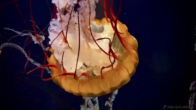 streamy test13 online show from 23, 1, 2025