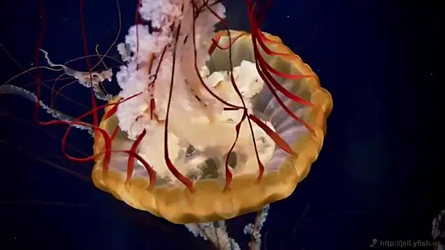 streamy test13 online show from 7, 3, 2025