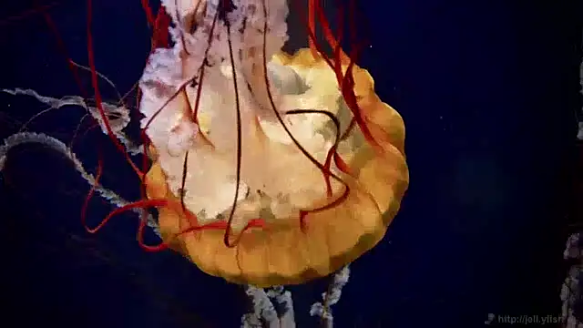 streamy test15 online show from 4, 12, 2024