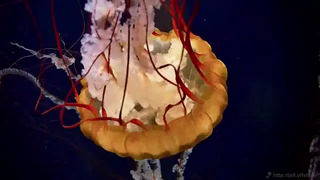 streamy test15 online show from 9, 12, 2024