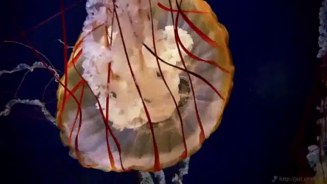 streamy test15 online show from 10, 12, 2024