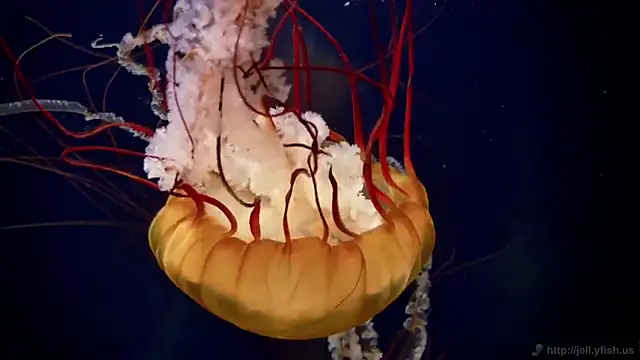 streamy test15 online show from 20, 2, 2025