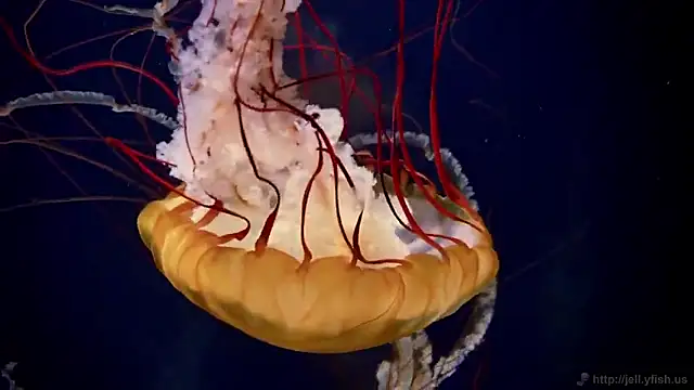 streamy test15 online show from 19, 9, 2025