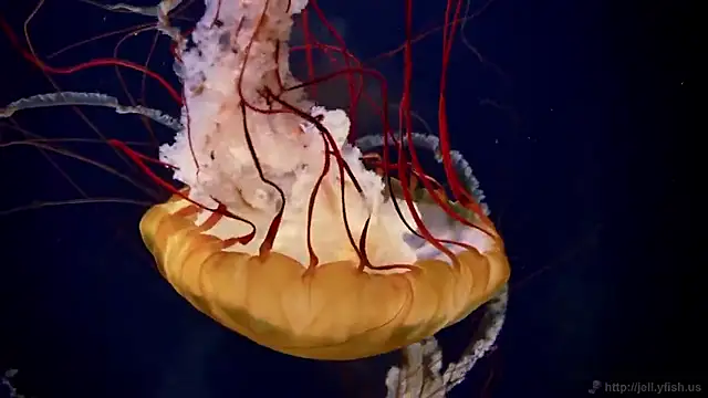 streamy test15 online show from 22, 9, 2025