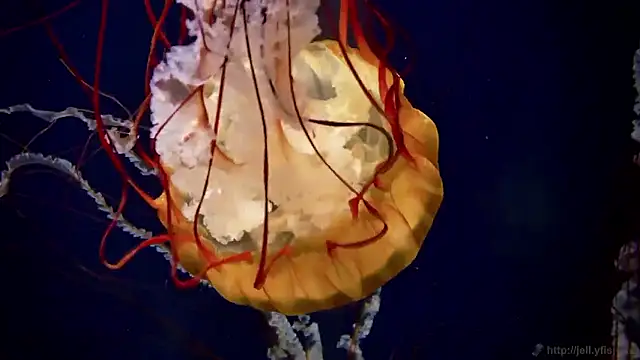 streamy test15 online show from 2, 10, 2025