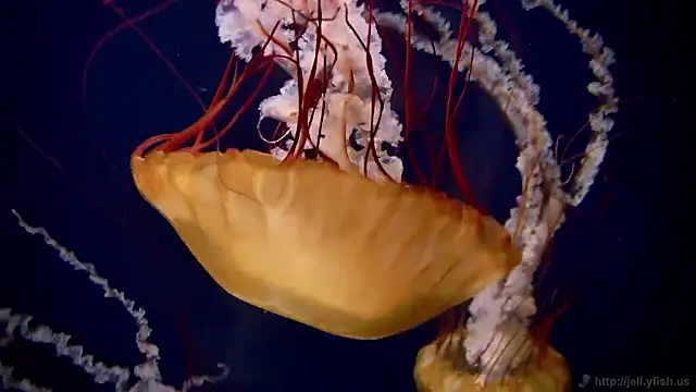 streamy test15 online show from 30, 10, 2025