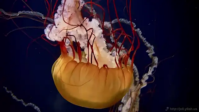 streamy test15 online show from 5, 11, 2025