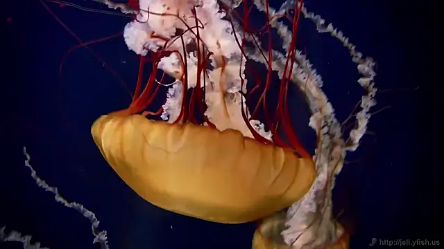 streamy test15 online show from 11, 11, 2025