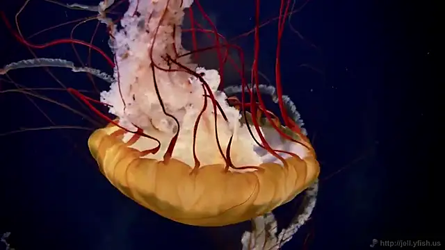 streamy test15 online show from 13, 3, 2026