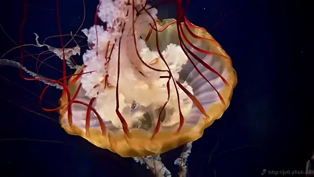 streamy test15 online show from 24, 3, 2026