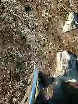 murokkk31 online show from 15, 1, 2025