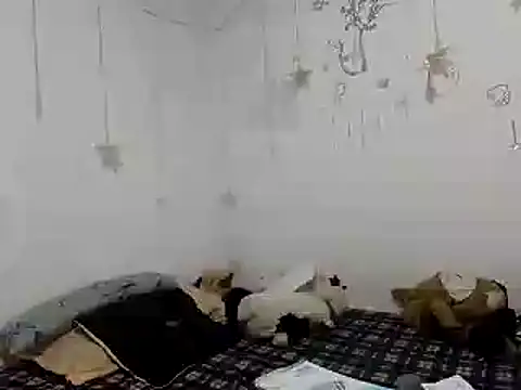 Snapshot of Nissha_johosonn chatting on 13, 12, 2024 Nissha johosonn online show from 13, 12, 2024