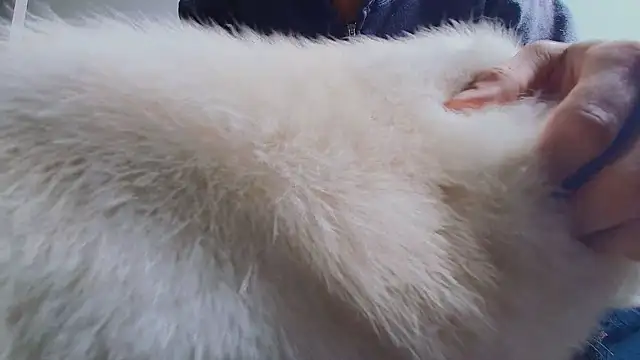 thomas gun online show from 27, 4, 2026