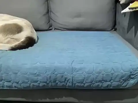 4small4inchlol online show from 25, 2, 2025